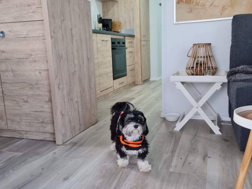 Hausboot Woma D13 Yachtcharter in Buchholz