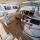 Segelyacht Dufour 520 Grand Large Yachtcharter in La Paz