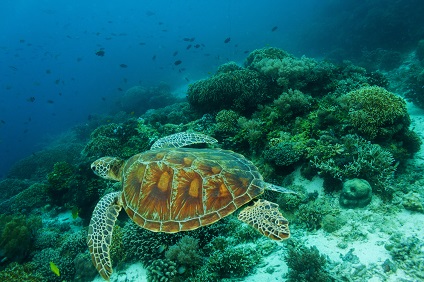 Sailing Itinerary Abaco - Green Turtle Cay Bahamas Holidays