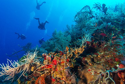 Sailing Adventure Cuba - Vacation Activities Scuba Diving | YACHTICO.com
