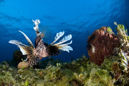 Guana Cay Reef - Diving in the Bahamas - Sailing Holidays Abaco